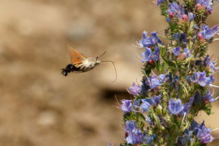 Polski koliber zachwyca