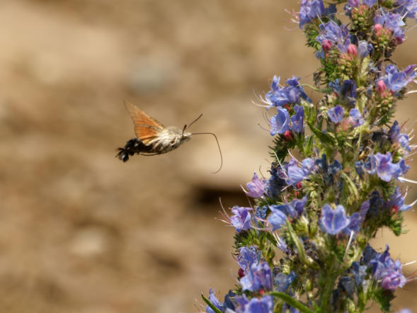 Polski koliber zachwyca