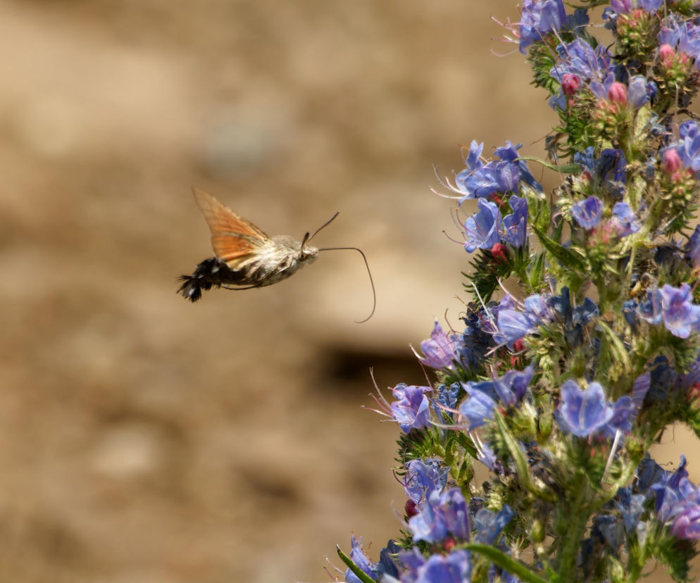 Polski koliber w ogrodach. Zachowaj dystans podczas spotkania