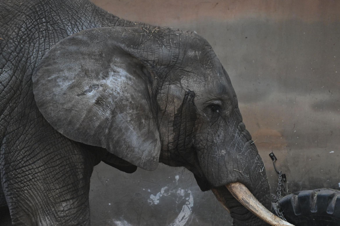 Słoń Leon ma urodziny. Wielka impreza w warszawskim ZOO