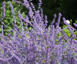 Ta roślina do złudzenia przypomina lawendę. Ma niewielkie wymagania, a z jej uprawą poradzi sobie nawet początkujący ogrodnik