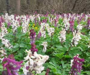 Wiosna budzi się w Arboretum w Bolestraszycach
