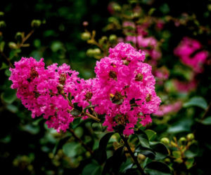 Zapomnij o hortensji. Ten krzew kwitnie nieprzerwanie przez długie miesiące i jest znacznie bardziej odporny na upały