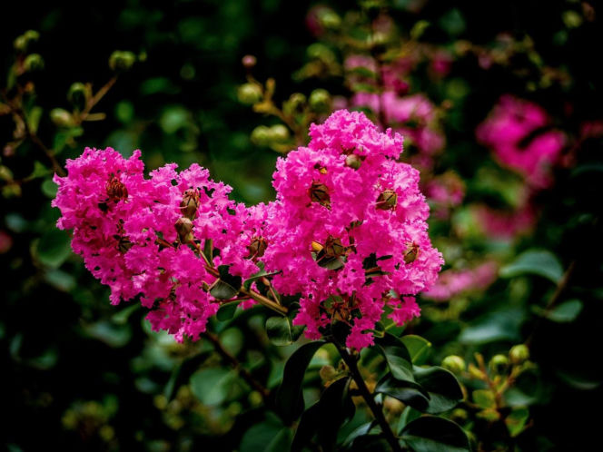 Zapomnij o hortensji. Ten krzew kwitnie nieprzerwanie przez długie miesiące i jest znacznie bardziej odporny na upały