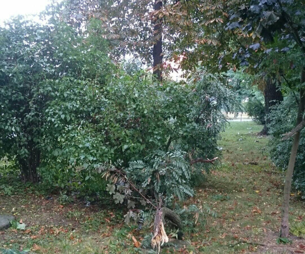 Burza nad Radomiem! Wichura połamała drzewa