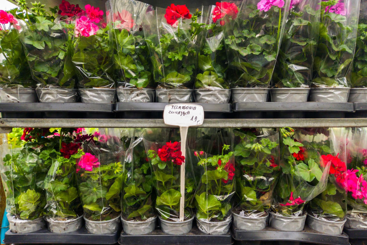 Pelargonia zwisająca – 12 zł/szt.