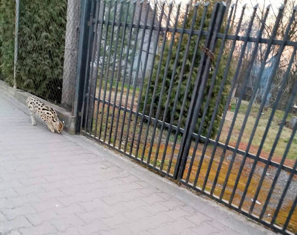 Dziki serwal grasuje pod Krakowem