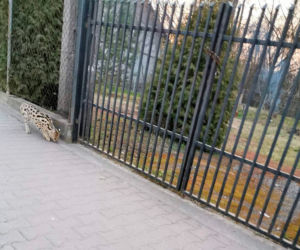 Dziki serwal grasuje pod Krakowem