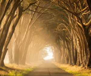 Przeszukiwanie lasów pod Parczewem