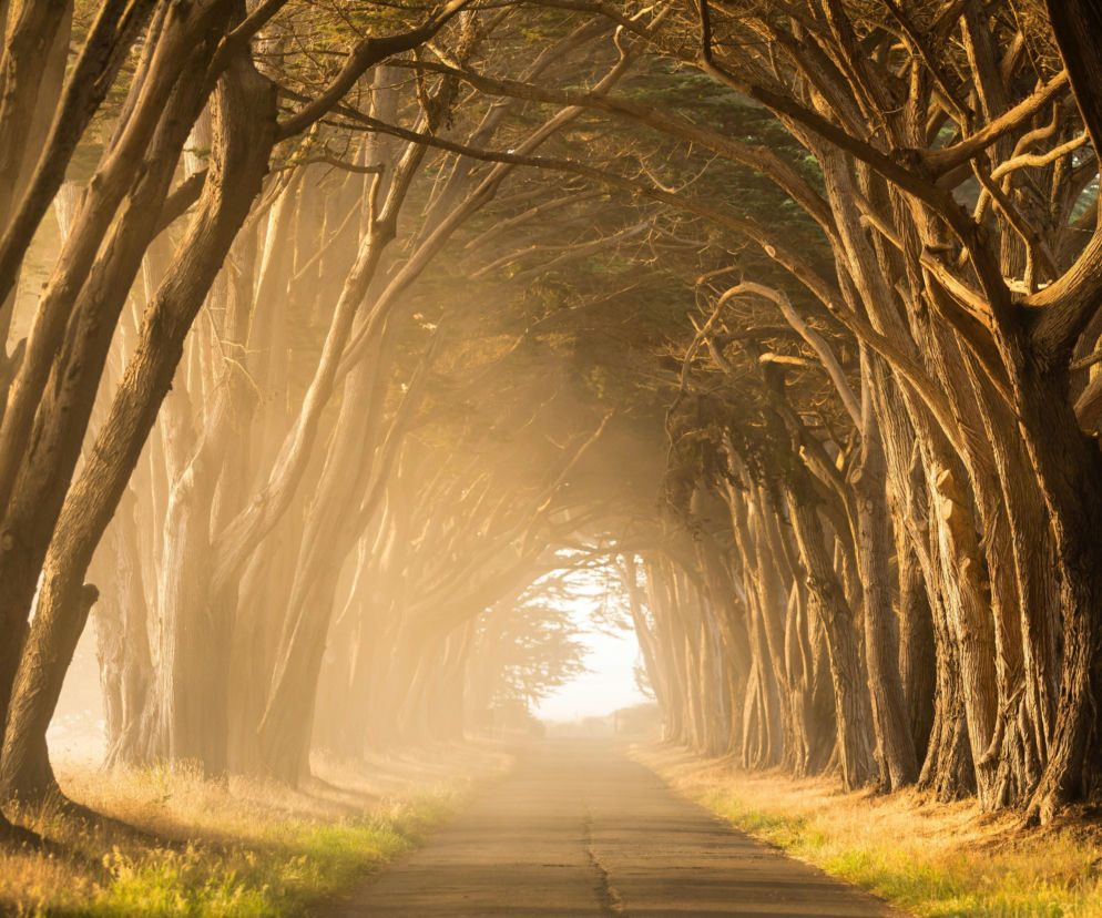 Przeszukiwanie lasów pod Parczewem