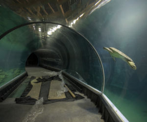 Afrykarium we wrocławskim ZOO: podwodny tunel