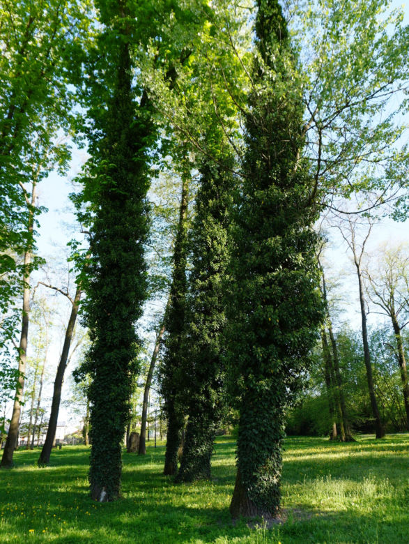 Park miejski w Opolu Lubelskim