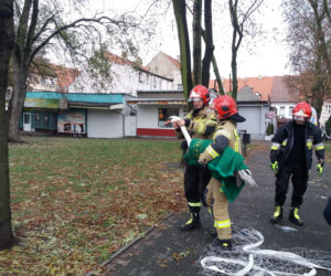 Wielka obława na łabędzia