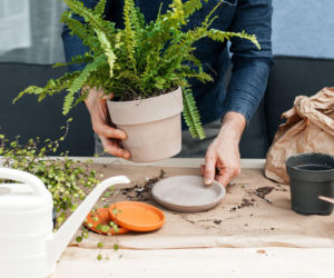 Przesadzanie paprotki nefrolepis