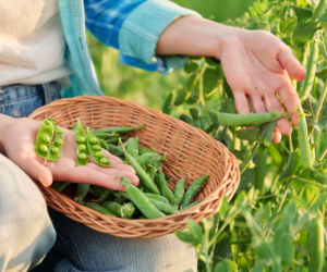 Kiedy wysiewać i jak uprawiać groch zwyczajny?