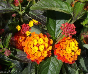 lantana