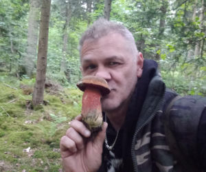 Borowik ceglastopory  pojawił się w starachowickich lasach. Można zebrać koszyczek