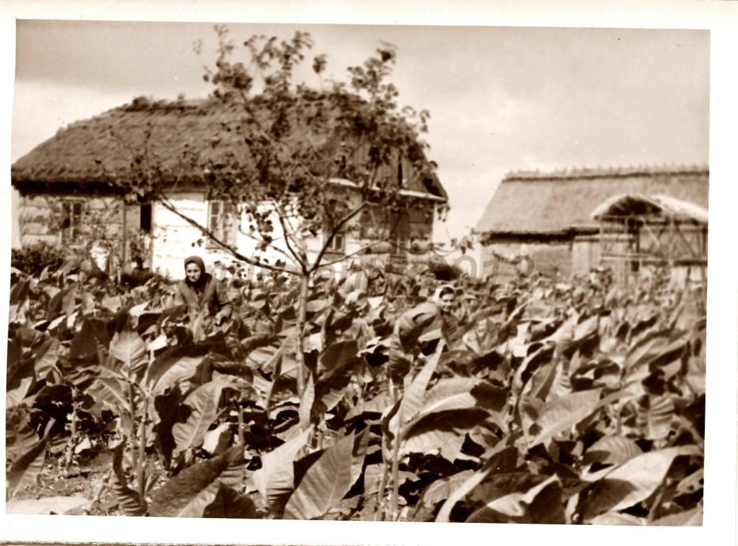 Krasnystaw