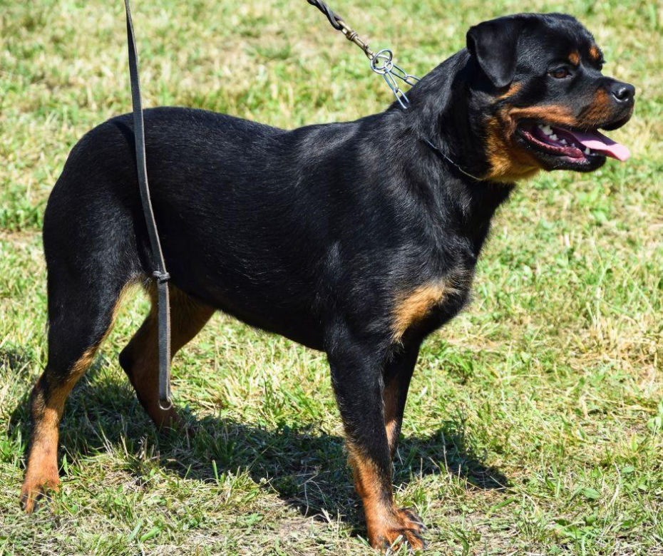 Rotweiller