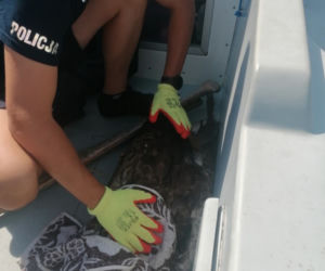 Nietypowa akcja policjantów z Torunia. Uratowali tonącego bielika