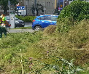 Znika bydgoski busz! To miały być oszczędności i walka z suszą. Ogrodnik ma inne zdanie