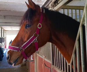 Konna święconka w Szczecinie