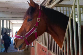 Konna święconka w Szczecinie