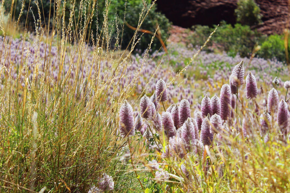 Ptilotus exaltatus 