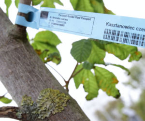 Prawie 300 nowych drzew w Toruniu. Posadzone zostały w 2020 roku