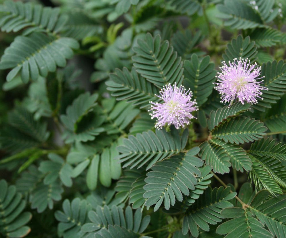 Mimoza wstydliwa