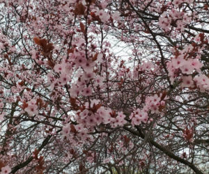 Śliwa wiśniowa 'Pissardii'