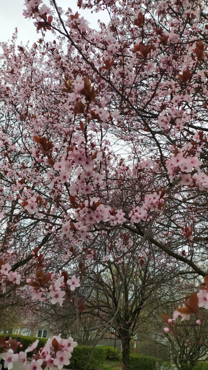 Śliwa wiśniowa 'Pissardii'