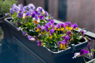 Czy w marcu można już sadzić bratki na balkonie? Sprawdź!