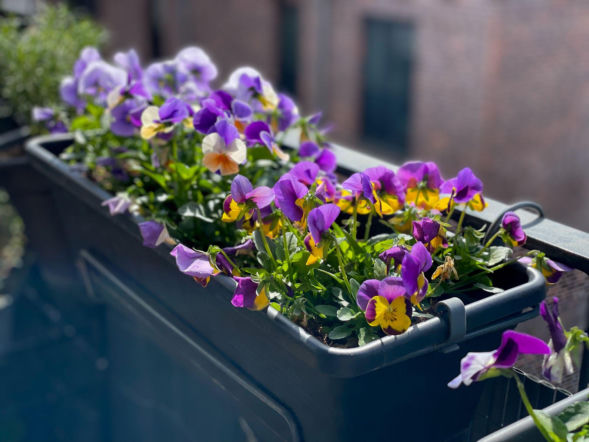 Już dziś rozpuść 1/2 kostki w ciepłej wodzie i podlej bratki. Rozkwitną jak szalone i będą zdobić ogród aż do jesieni. Domowy nawóz do Bratków