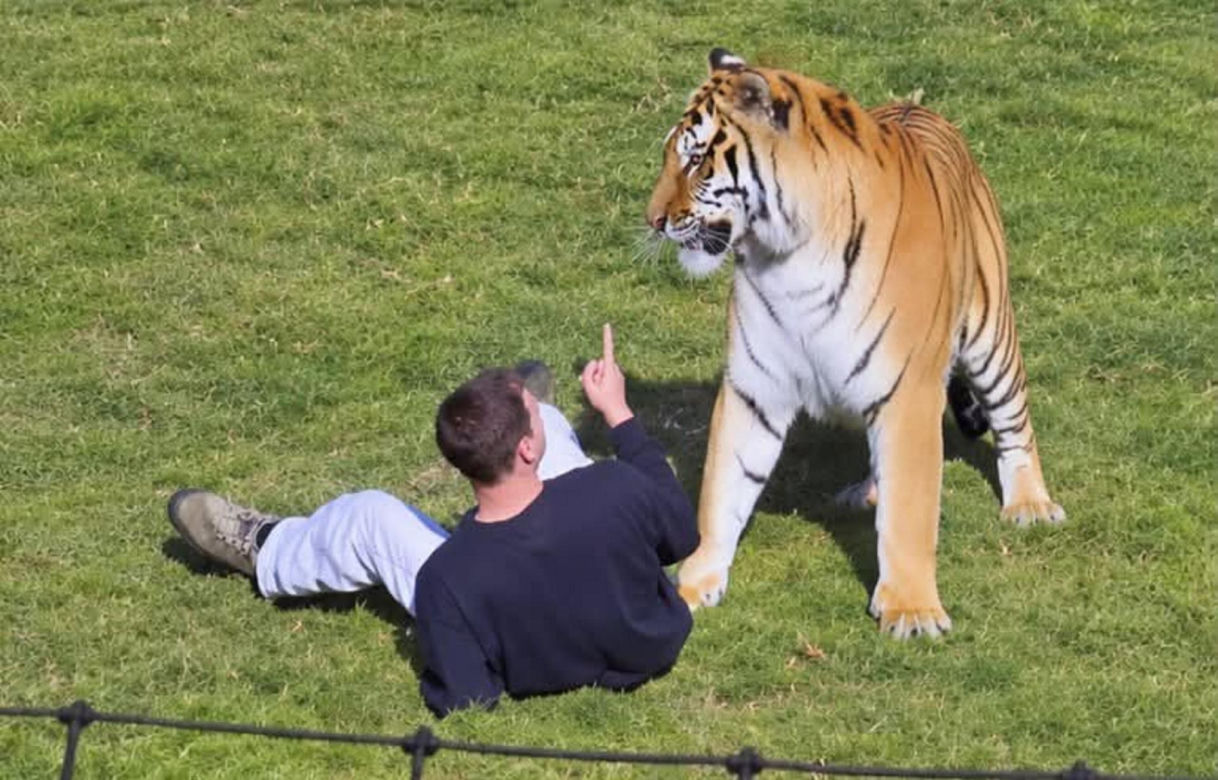 Tygrys zabił turystę w zoo! Takie były ostatnie słowa ofiary