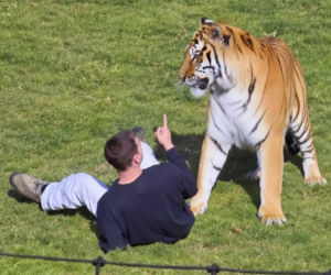 Tygrys zabił turystę w zoo! Takie były ostatnie słowa ofiary