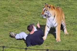 Tygrys zabił turystę w zoo! Takie były ostatnie słowa ofiary