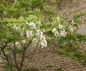 Robinia akacjowa