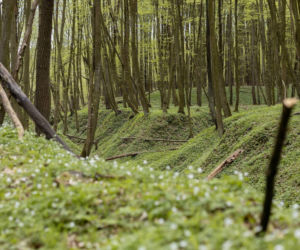 Nowe rezerwaty na terenie woj. lubelskiego