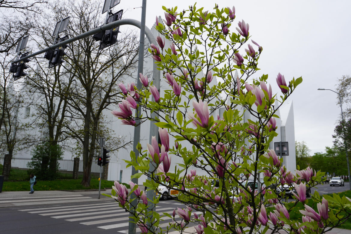 Szlak magnolii Szczecin