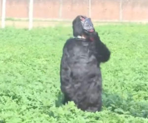 Yeti pojawił się na polu?! Ten film może szokować, wyjaśnienie cię zaskoczy