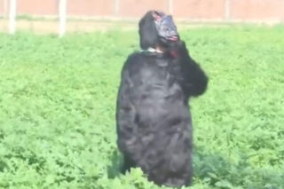 Yeti pojawił się na polu?! Ten film może szokować, wyjaśnienie cię zaskoczy