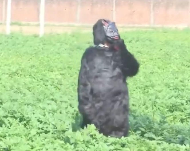 Yeti pojawił się na polu?! Ten film może szokować, wyjaśnienie cię zaskoczy