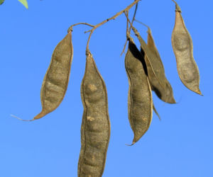 Robinia akacjowa