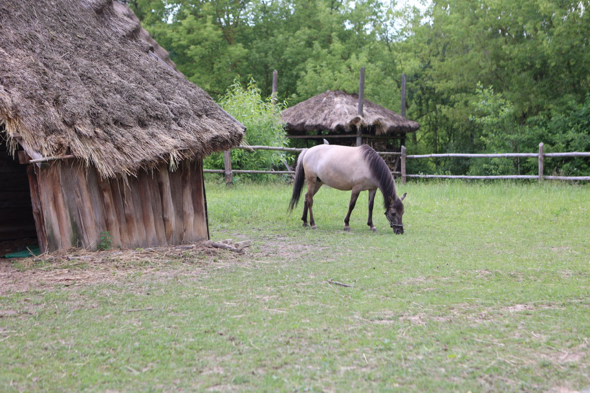 Skansen w Lublinie zachwyca w słoneczny letni dzień!