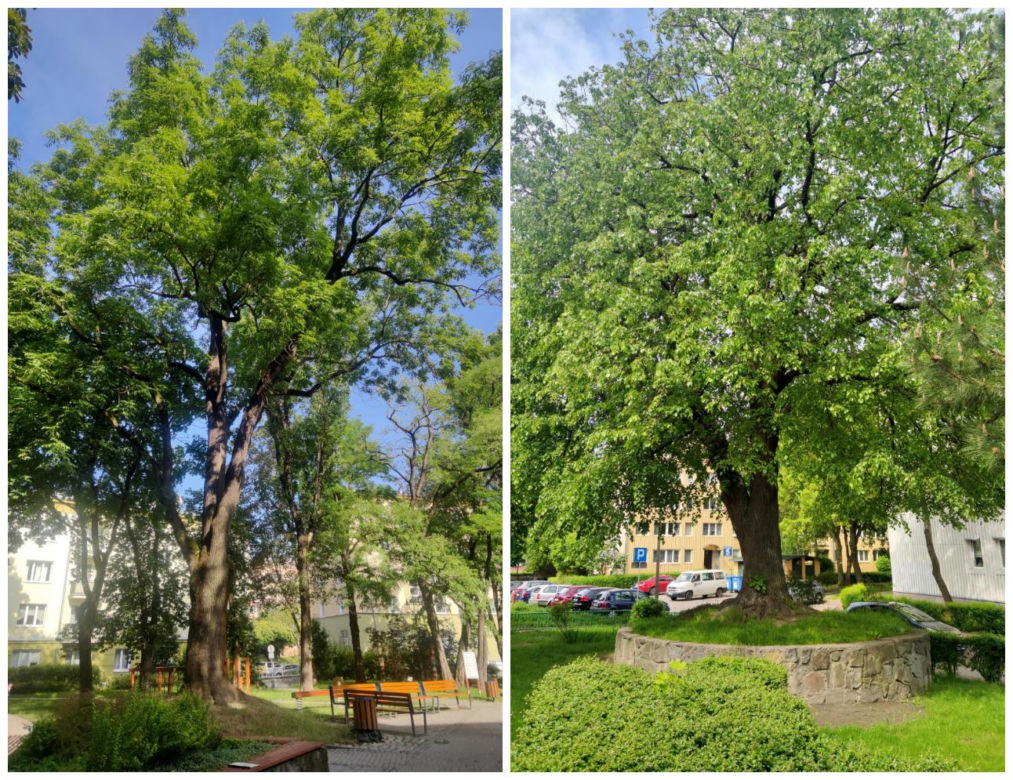 Lublin ma nowe pomniki przyrody!