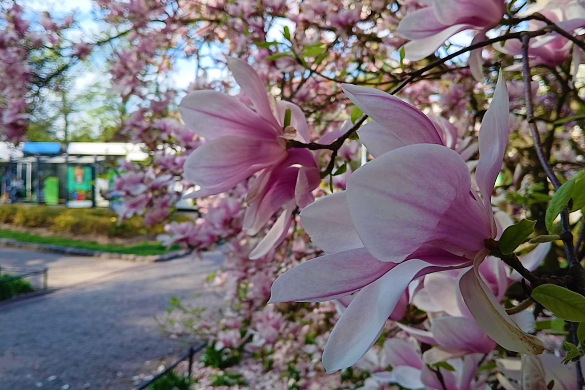 Magnolie w Szczecinie