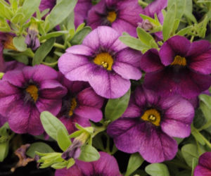 calibrachoa