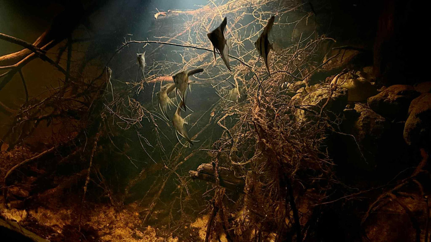 Rozmawiamy z Tomaszem Wiśniewskim, założycielem Aqua Dreams Bydgoszcz