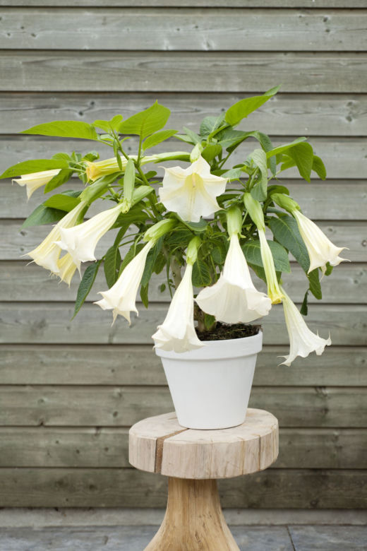 Młoda datura 